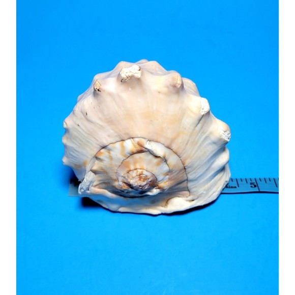 Queen Helmet Seashell Horned Gulf Conch Elaborate Opening 5" X 4" VGC! #A - Picture 9 of 10